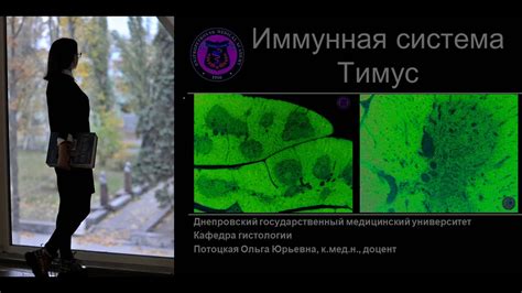 Тимус: поддержание иммунитета и баланса энергии