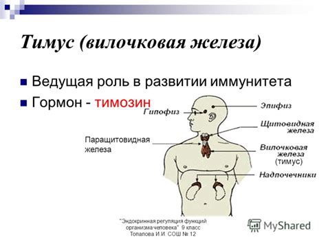 Тимус: роль в эндокринной системе