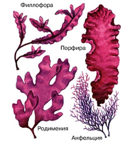 Типичное строение: Как выглядят красные водоросли