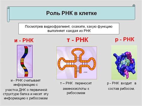 Типы РНК и их производство