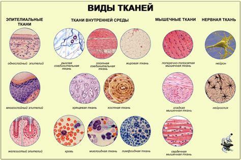 Типы тканей, подходящие для замачивания в обработанной пищевой соде