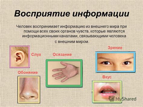 Ткани органов чувств: восприятие и обработка информации