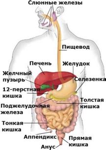 Тонкий кишечник: главный участок пищеварения и всасывания питательных веществ