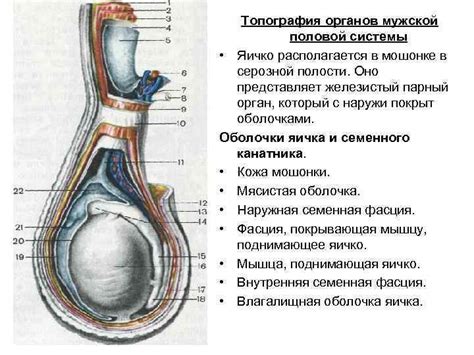 Топография мужской интимной зоны: ключевые компоненты и их распределение