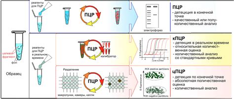 Точность и чувствительность методов ПЦР и ПЦР-реакций