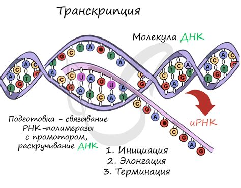 Транскрипция и трансляция: ключевые процессы, связанные с РНК