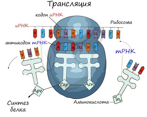 Транскрипция и трансляция: основные шаги в синтезе белка