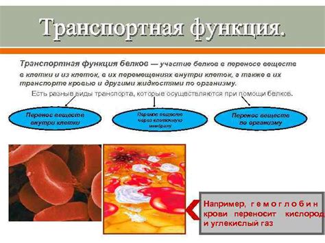 Транспортеры глюкозы: решающая роль в переносе и передаче веществ