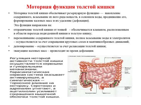 Транспортировка крахмала: роль пищевода в пищеварении