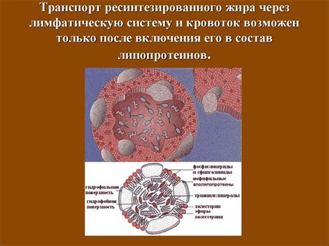 Транспортировка липопротеинов через лимфу