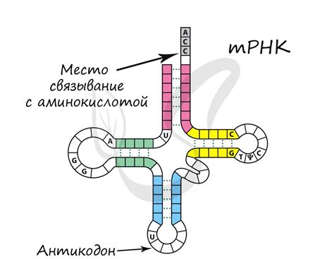 Транспортная РНК (tRNA) и ее роль в переносе аминокислот