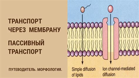 Транспорт генетического материала и белков через клеточную мембрану