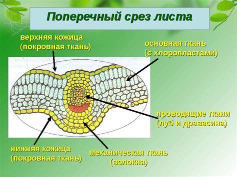 Трихомы у растений: разнообразие и функции