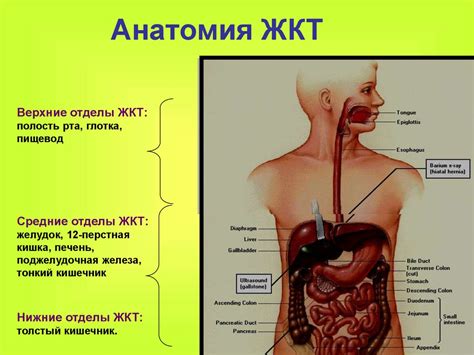 Тыква в качестве природного средства при заболеваниях ЖКТ