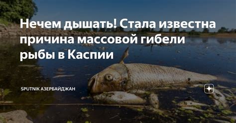 Увеличение загрязнения воды: главная причина снижения уловов рыбы в Каспии