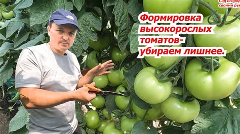 Увеличение обильности урожая