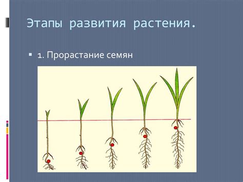 Увеличение роста и развития растений с применением доломитовой пудры