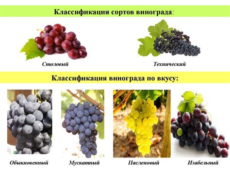 Увеличение устойчивости виноградных сортов к приближению сосны