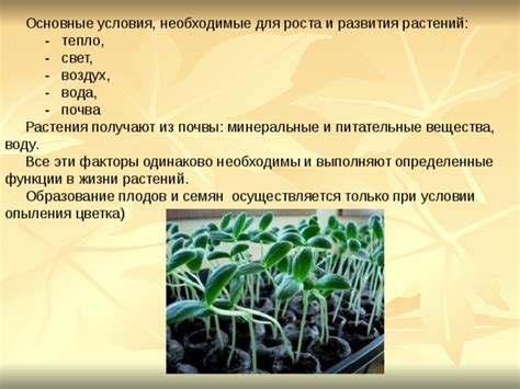 Увлажнение почвы и воздуха: необходимые условия для здоровья растения