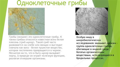 Углеводные запасы в микроорганизмах: сущность и значимость