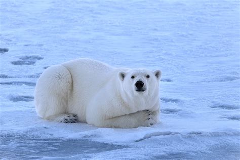 Угрозы и сохранение окружающей среды полярных сов на просторах таежно-тундровой зоны