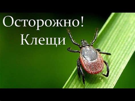 Удаление клещей у детей: особенности и предосторожности