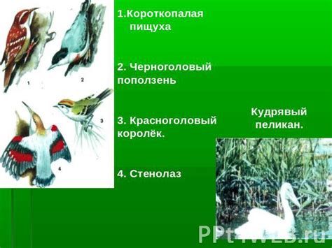 Удивительное разнообразие растительного и животного мира в окрестностях шатурского водоема