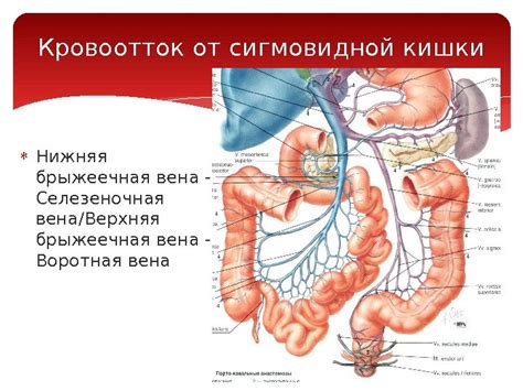 Узнайте все о расположении подвздошного региона у мужчин