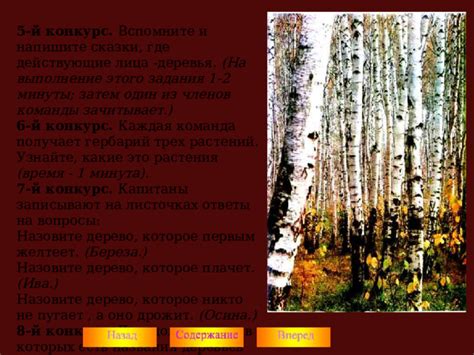 Узнайте локации, в которых процветает береза - основное дерево для роста опят