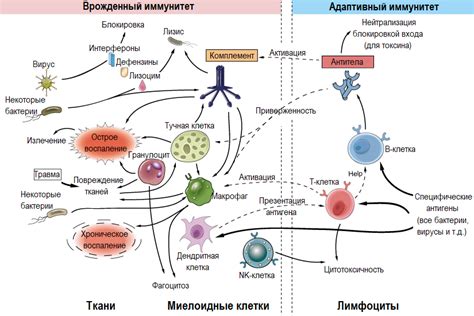 Укрепите иммунитет: влияние сока из Поляной культуры на защитные функции организма