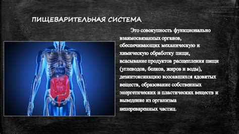 Укрепление и оптимизация функционирования пищеварительной системы