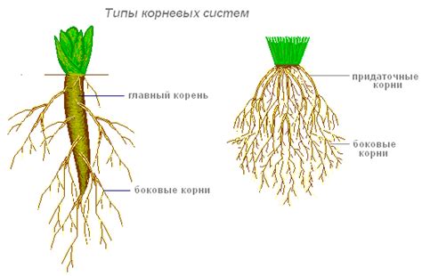 Укрепление стебля и прочных корней