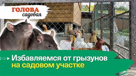 Уксус - природное решение для избавления от грызунов на сельском участке