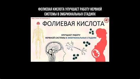 Улучшает функцию нервной системы