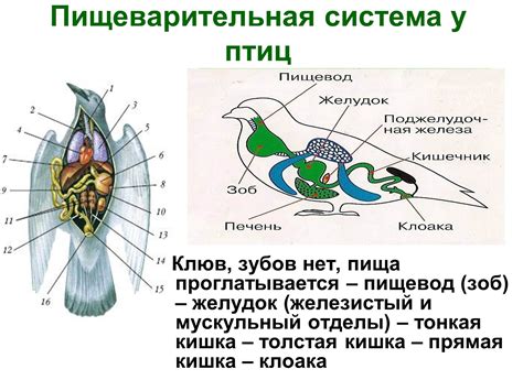 Улучшение пищеварения и общего состояния птицы