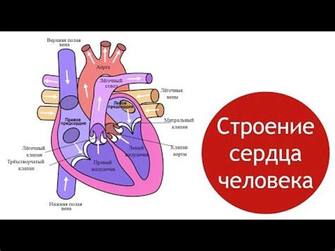 Уникальная анатомия и важные функции осьминожьих сердцебиений