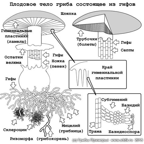 Уникальная структура верхней части гриба