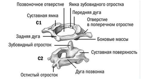 Уникальность второго позвонка шейного отдела тела человека