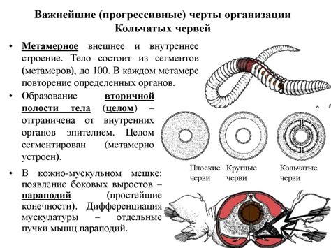 Уникальные черты анатомии и отличия кольчатых червей от других организмов