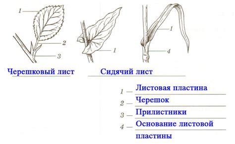 Уникальные черты и значение черешковых и сидячих листьев: отличие и важность