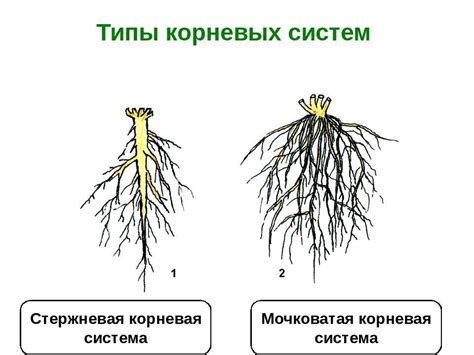 Уникальные черты корневой системы первоцветов