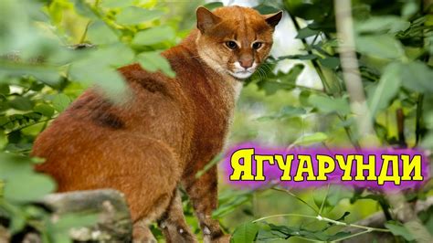 Уникальные черты природы баруздина