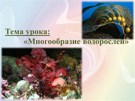 Уникальный раздел: Особенности зеленого пигмента в клетках водорослей