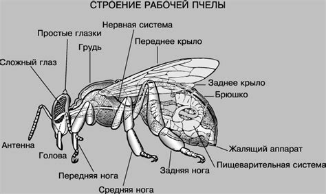 Уникальный раздел: Примечательные особенности устройства жала у ос и пчел
