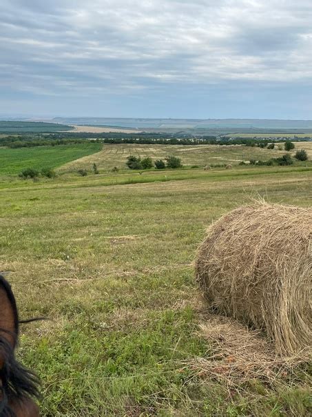 Уникальный раздел: Расположение ароматных лугов в окрестностях Москвы