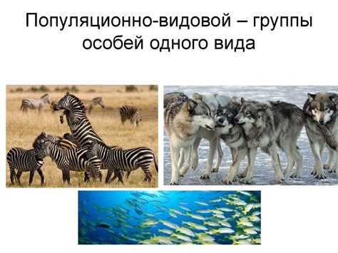 Уникальный раздел статьи: "Взаимодействие внутри видовой группы"