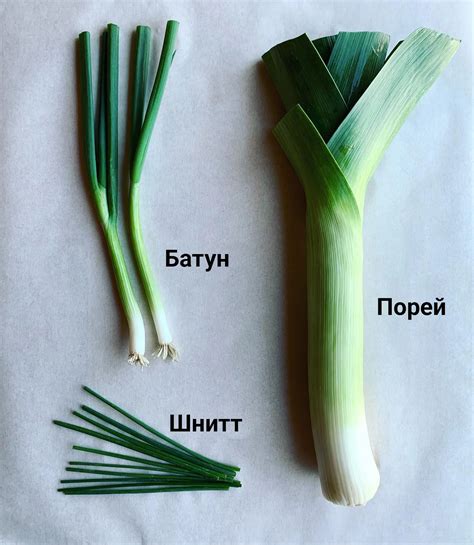 Уникальный ресурс: особенности зеленого лука и его поиска в мире Геншин Импакт