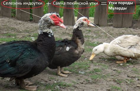 Управление разведением мулард уток: контроль популяции и продажа племенных пар