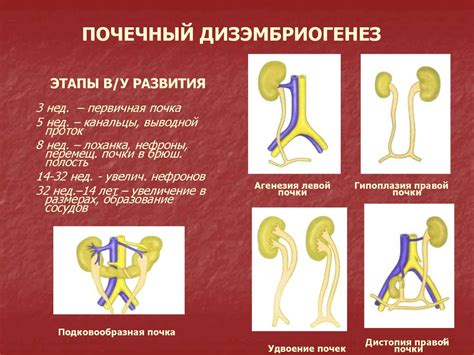 Уровень развития мочевой системы у детей в возрасте 2 лет