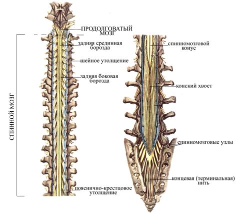 Уровни и отделы спинного мозга: особенности каждой области